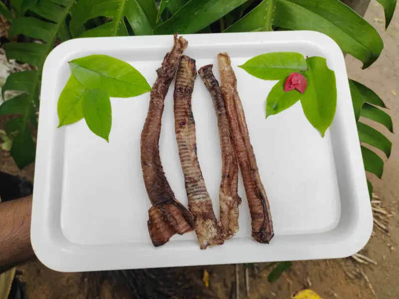 Goat Trachea - Image 3