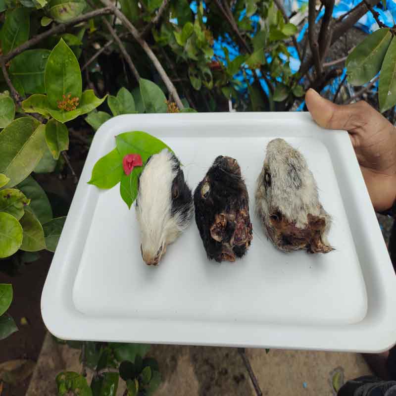 Rabbit Heads - Image 2