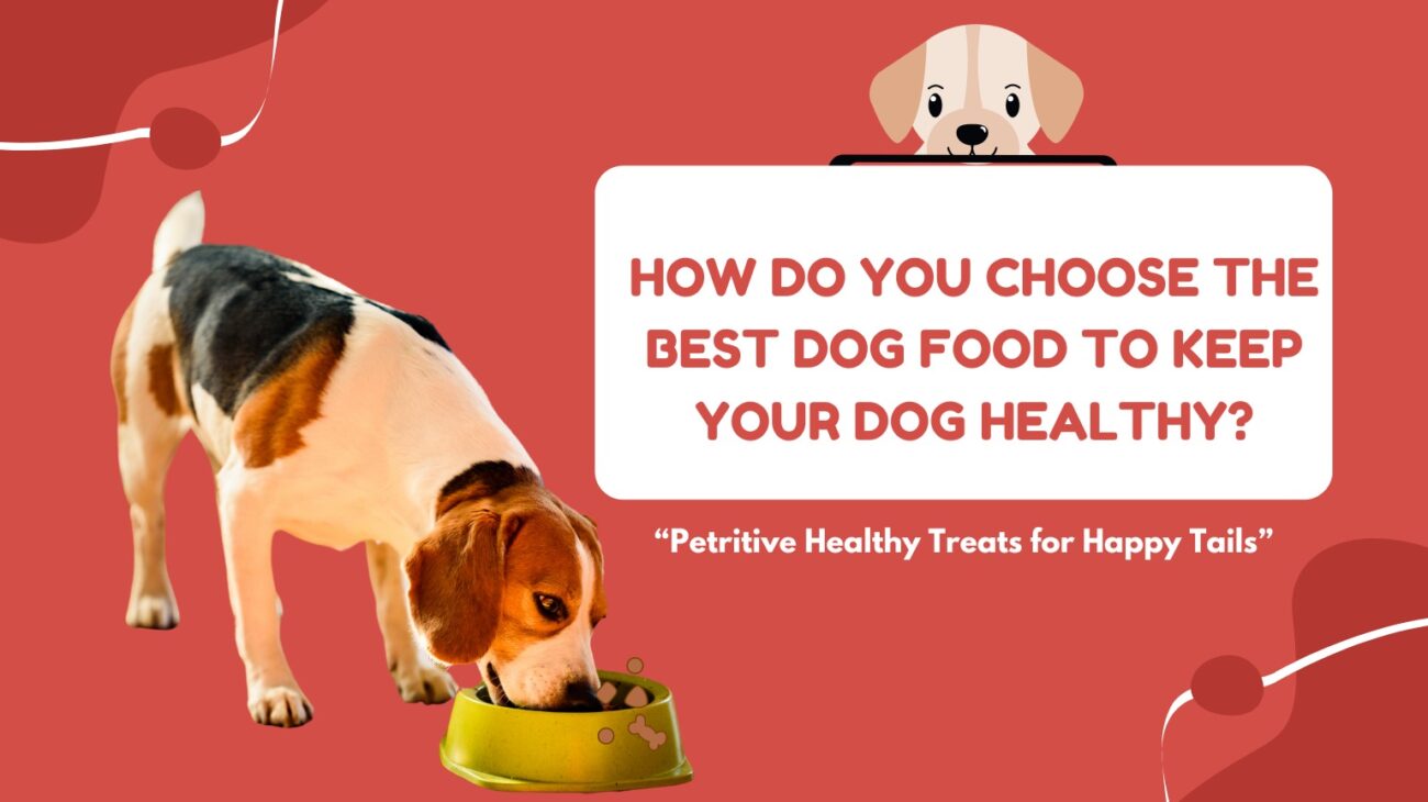 buy best dog food online