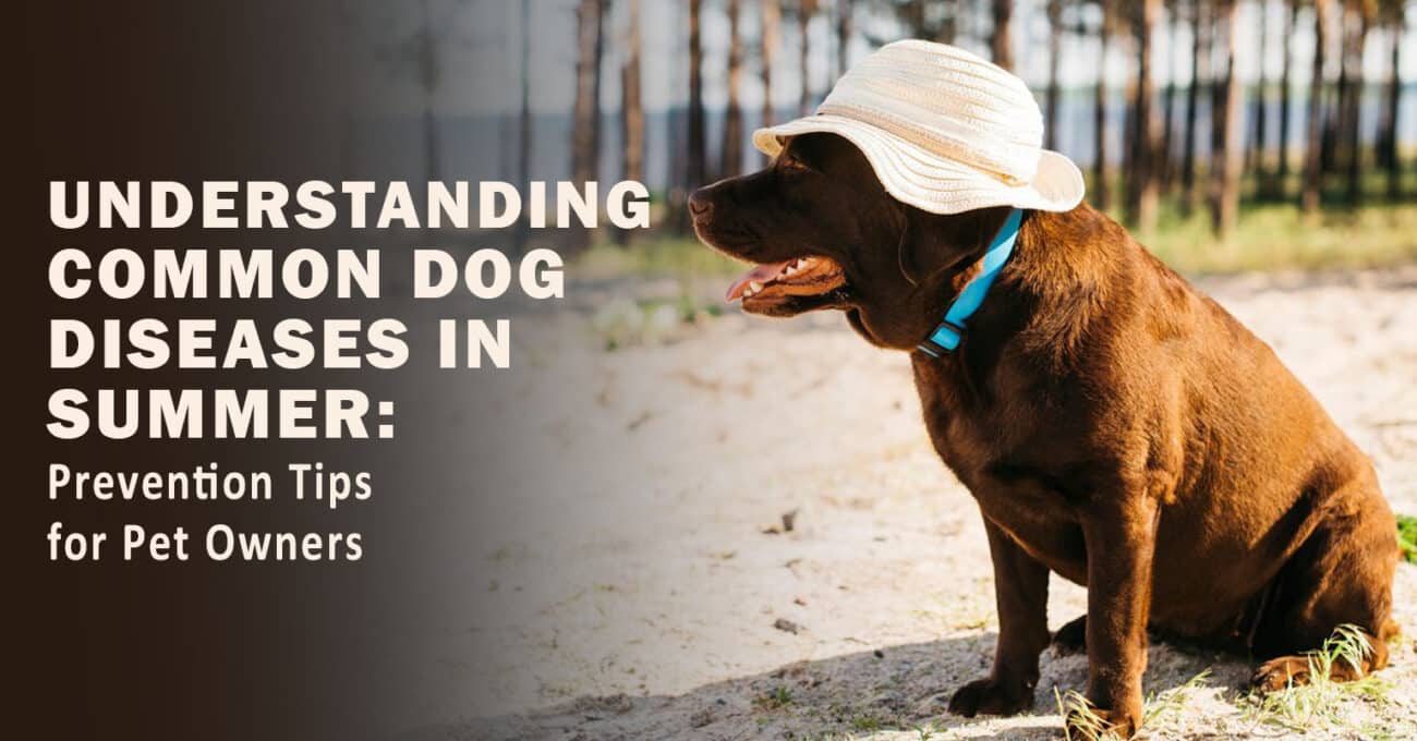 Understanding Common Dog Diseases in Summer Prevention Tips for Pet Owners