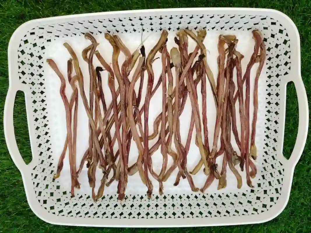 Goat Pizzle Chew - Image 3