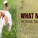 Petritive pet food